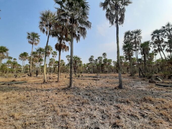 El gobernador Insfrán decretó la Emergencia Agropecuaria en Formosa