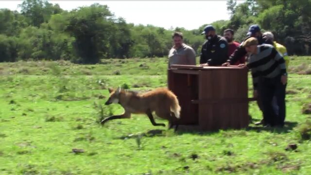 Liberaron a un aguará guazú que había sido rescatado días atrás
