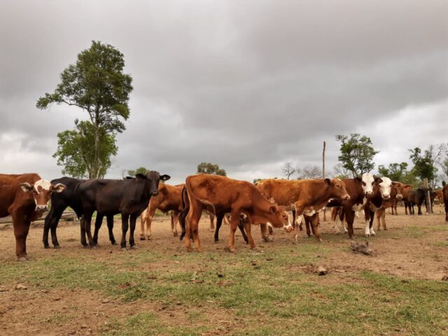 Los fondos de la emergencia agropecuaria fueron transferidos a la provincia