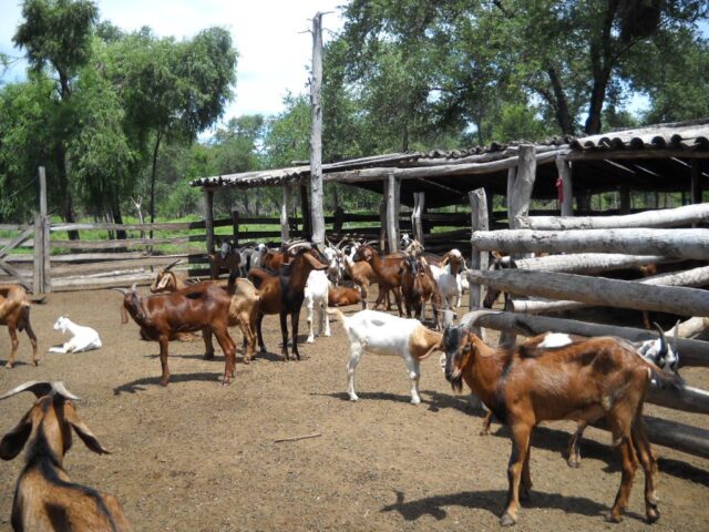 Se realizaron prácticas de gestación por imágenes en hembras ovinas y caprinas en el CEDEVA de Laguna Yema