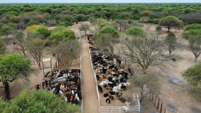 Asociación de Puerto Irigoyen: Muy buenos precios en la venta del ganado de los productores paipperos