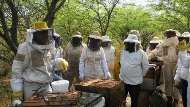 Marcado interés internacional en la apicultura formoseña