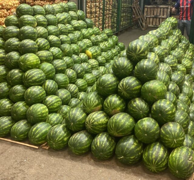 Se entregaron 250 mil kilos de sandías en la primera semana de primicias