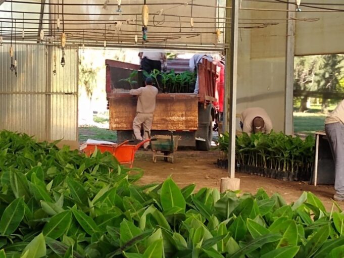 CEDEVA: Entregó 8 mil guías de batata y todos los años reparte 100 mil plantas de banano