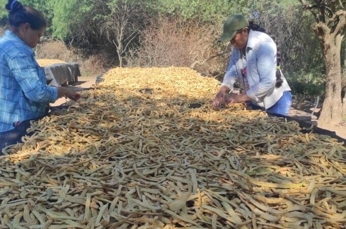 En el oeste avanza el proceso para producir harina de algarroba