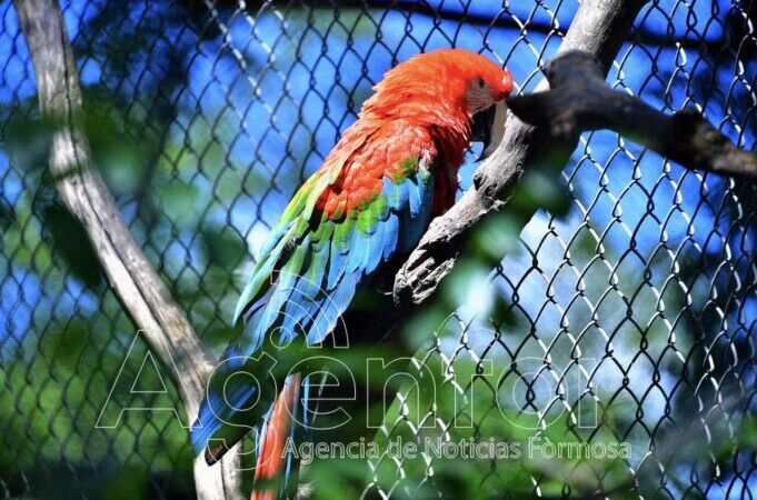 Desde Guaycolec llaman a tomar conciencia sobre el mascotismo de animales silvestres