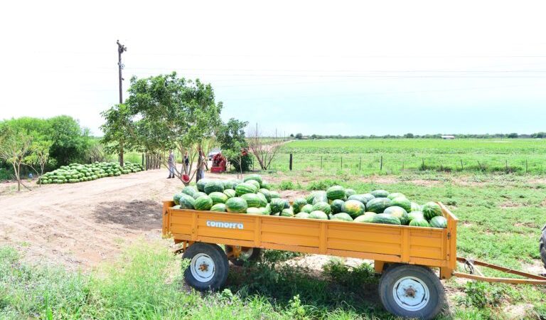 Favorable impacto de las últimas lluvias en la producción local