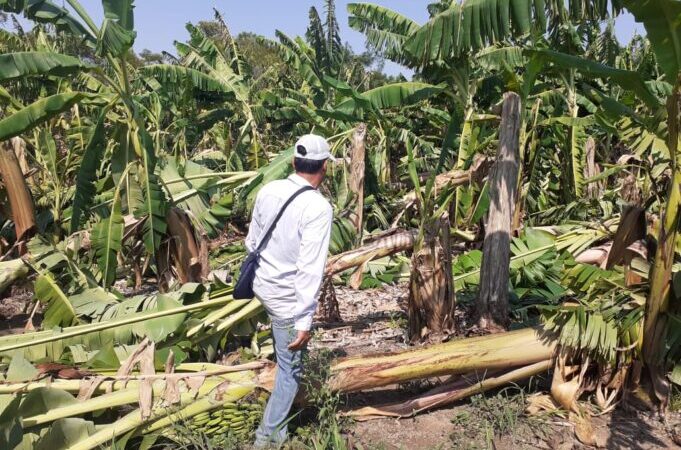 El gobernador Insfrán decretó Emergencia Agrícola en Formosa