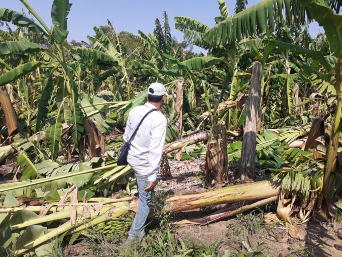 El gobernador Insfrán decretó Emergencia Agrícola en Formosa