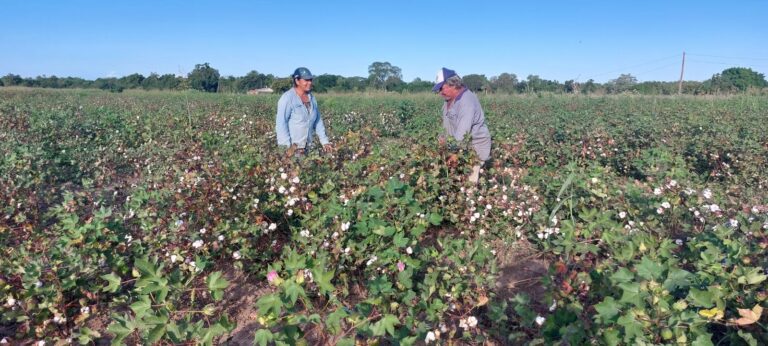 El Gobierno provincial fijó los precios de referencia para el algodón