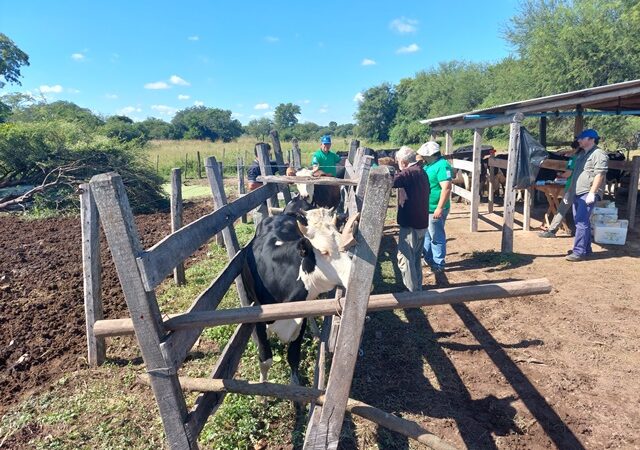 Se realizó jornada sanitaria en rodeos lecheros de productores paipperos de Pirané