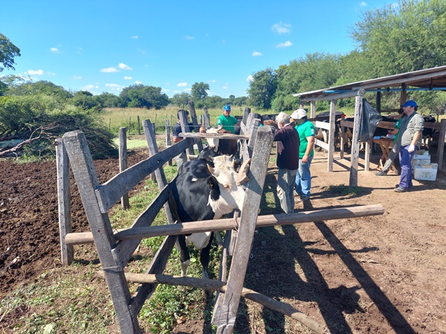 Se realizó jornada sanitaria en rodeos lecheros de productores paipperos de Pirané