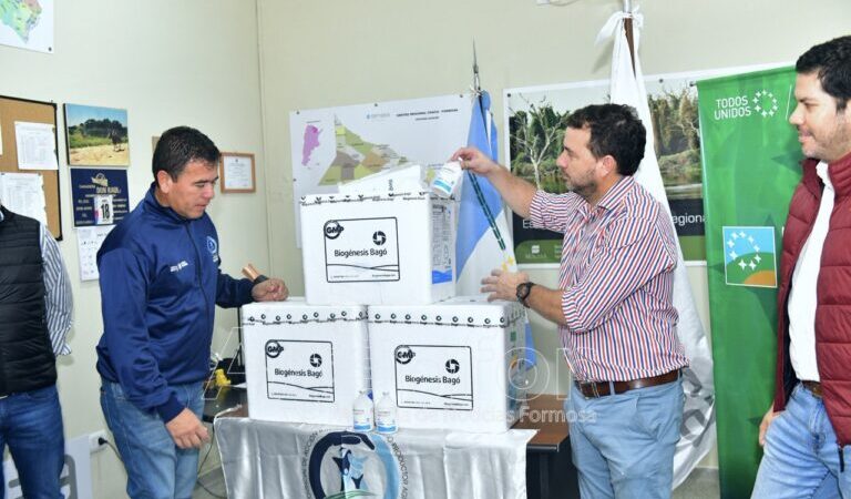 SENASA recibió más de 200 mil dosis de vacunas contra la fiebre aftosa