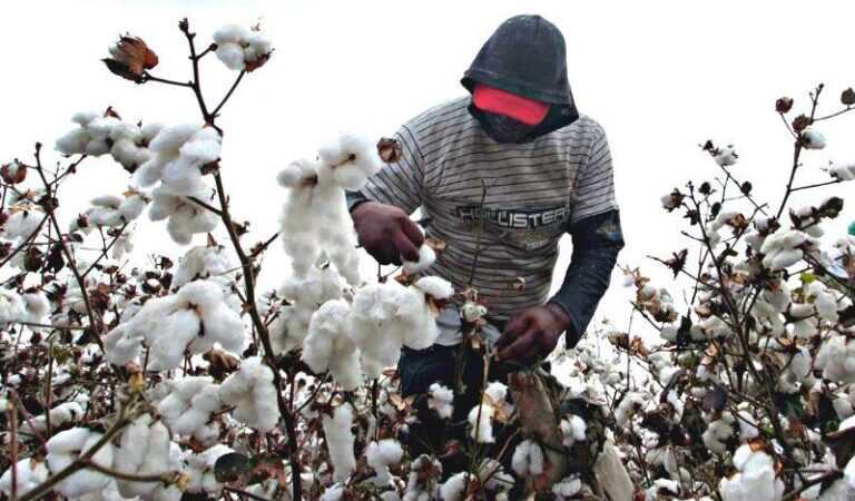 Empezaron las primeras cosechas de algodón en Formosa y ya están fijados los precios por tonelada
