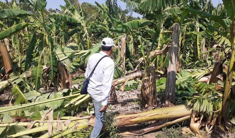 Nación homologó la Emergencia Agrícola por afectaciones a las cucurbitáceas y bananas