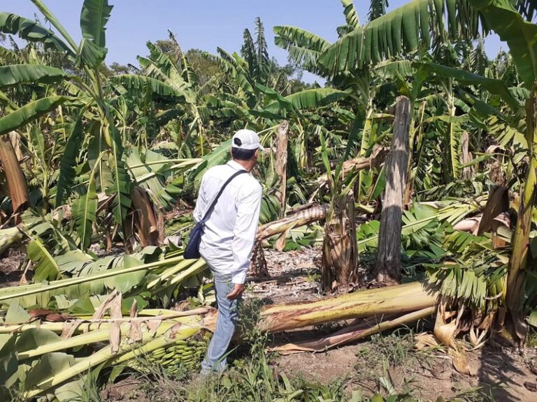 Nación homologó la Emergencia Agrícola por afectaciones a las cucurbitáceas y bananas