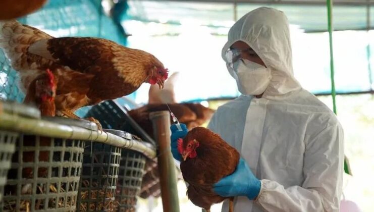 Gripe aviar en Formosa: Aplican los protocolos sanitarios que corresponden tras primer caso