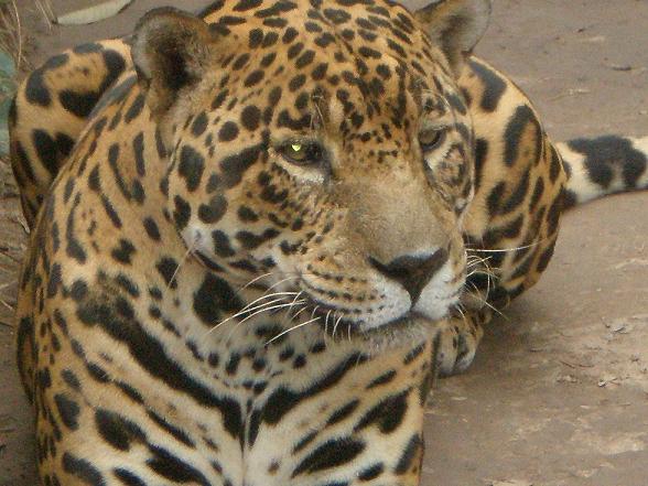 Caza de yaguareté: la Provincia de Formosa se constituyó en querellante de la causa judicial