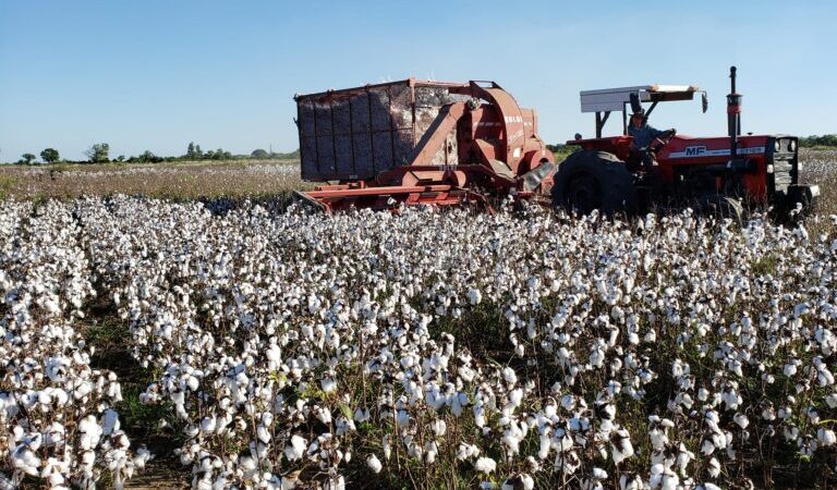 La Mesa Nacional Algodonera valoró la producción formoseña