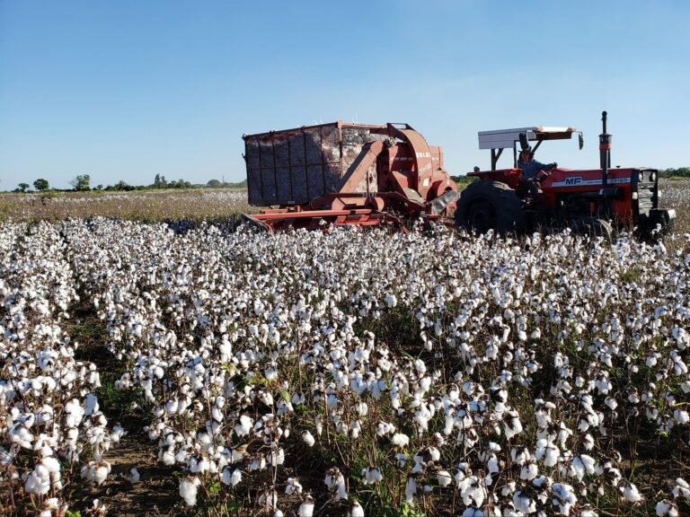 La Mesa Nacional Algodonera valoró la producción formoseña