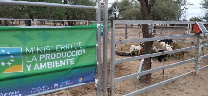 Engorde de caprinos en peladares recuperados