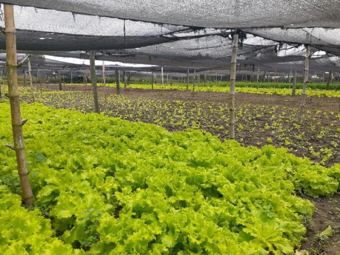 García: “Herradura ha crecido mucho en el área productiva”