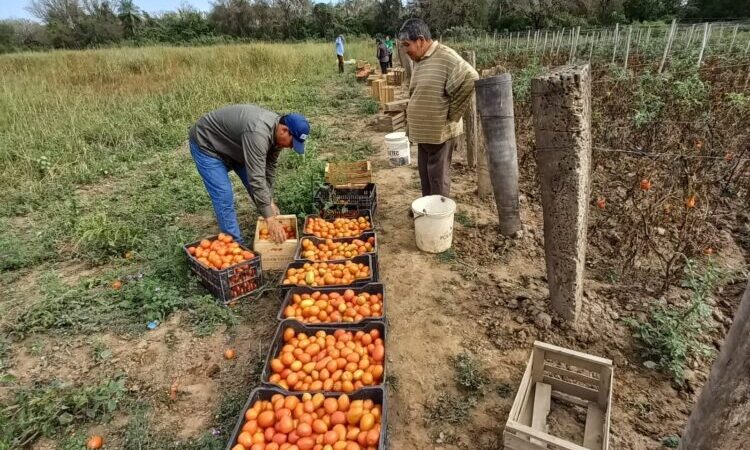 Productores paipperos entregaron más de 2500 kilos de tomate destinados al Plan Nutrir