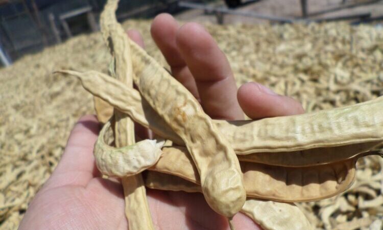 Productores del oeste formoseño elaboran harina de algarroba