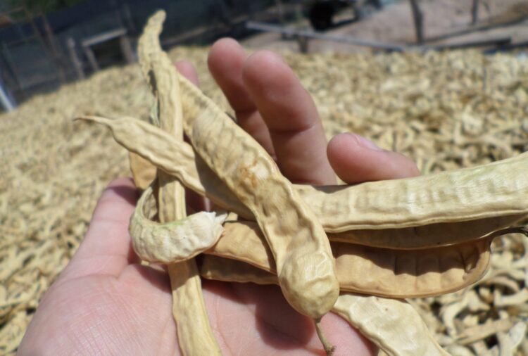 Productores del oeste formoseño elaboran harina de algarroba