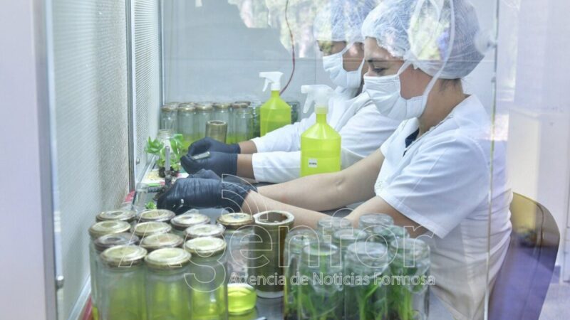 El CEDEVA de Misión Tacaaglé desarrolla en sus laboratorios de biotecnología plantas de alta calidad