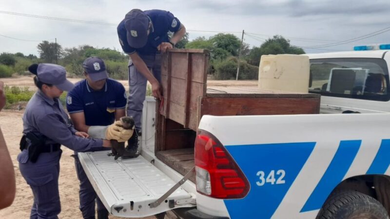 Exitoso rescate de un lobo de río en Vaca Perdida