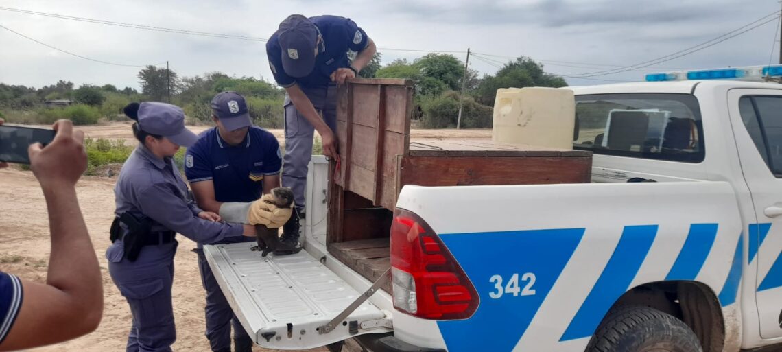 Exitoso rescate de un lobo de río en Vaca Perdida
