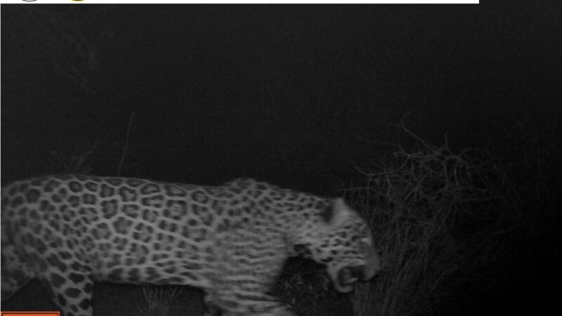 Se confirmó la presencia de un yaguareté macho en la Reserva Natural Formosa