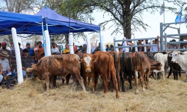 Avanzan los preparativos para la Primera Feria Ganadera Paippera en Lote 8
