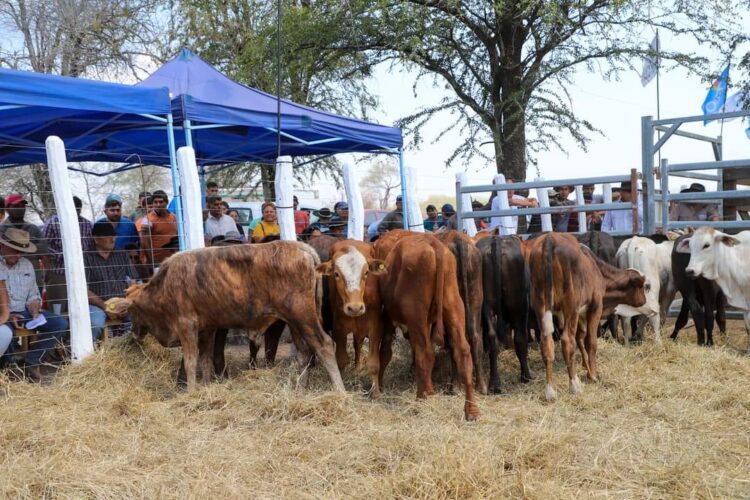 Avanzan los preparativos para la Primera Feria Ganadera Paippera en Lote 8