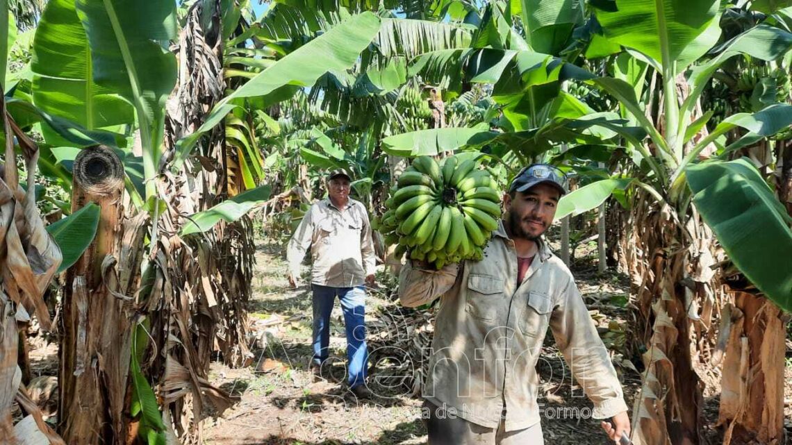 Es constante la asistencia del Gobierno provincial a productores de banana