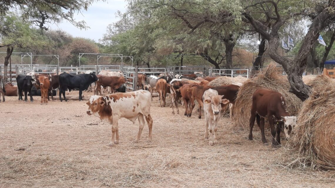 Vizcaíno resaltó el crecimiento productivo del oeste formoseño