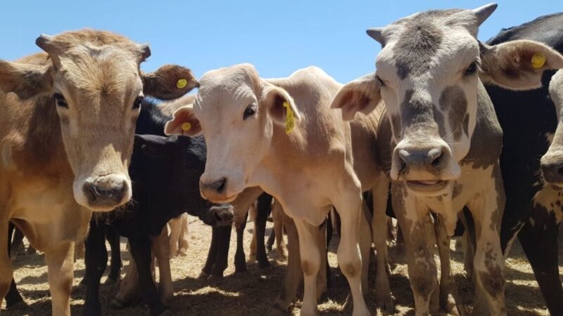 Este martes se hará una nueva feria ganadera de productores del oeste provincial
