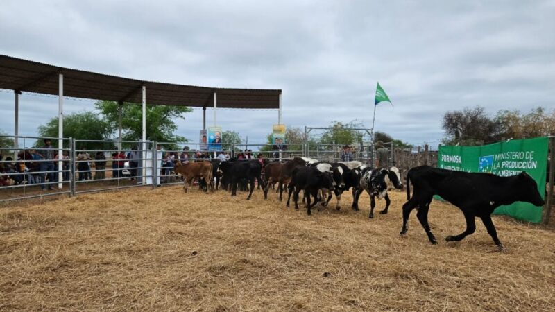 Exitosa feria ganadera de invernada bovina en Ingeniero Juárez
