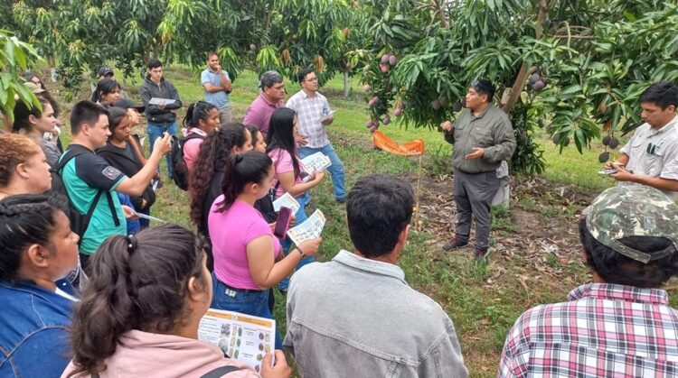 Cultivo de mango en Formosa: CEDEVA impulsa el manejo eficiente para potenciar la cosecha