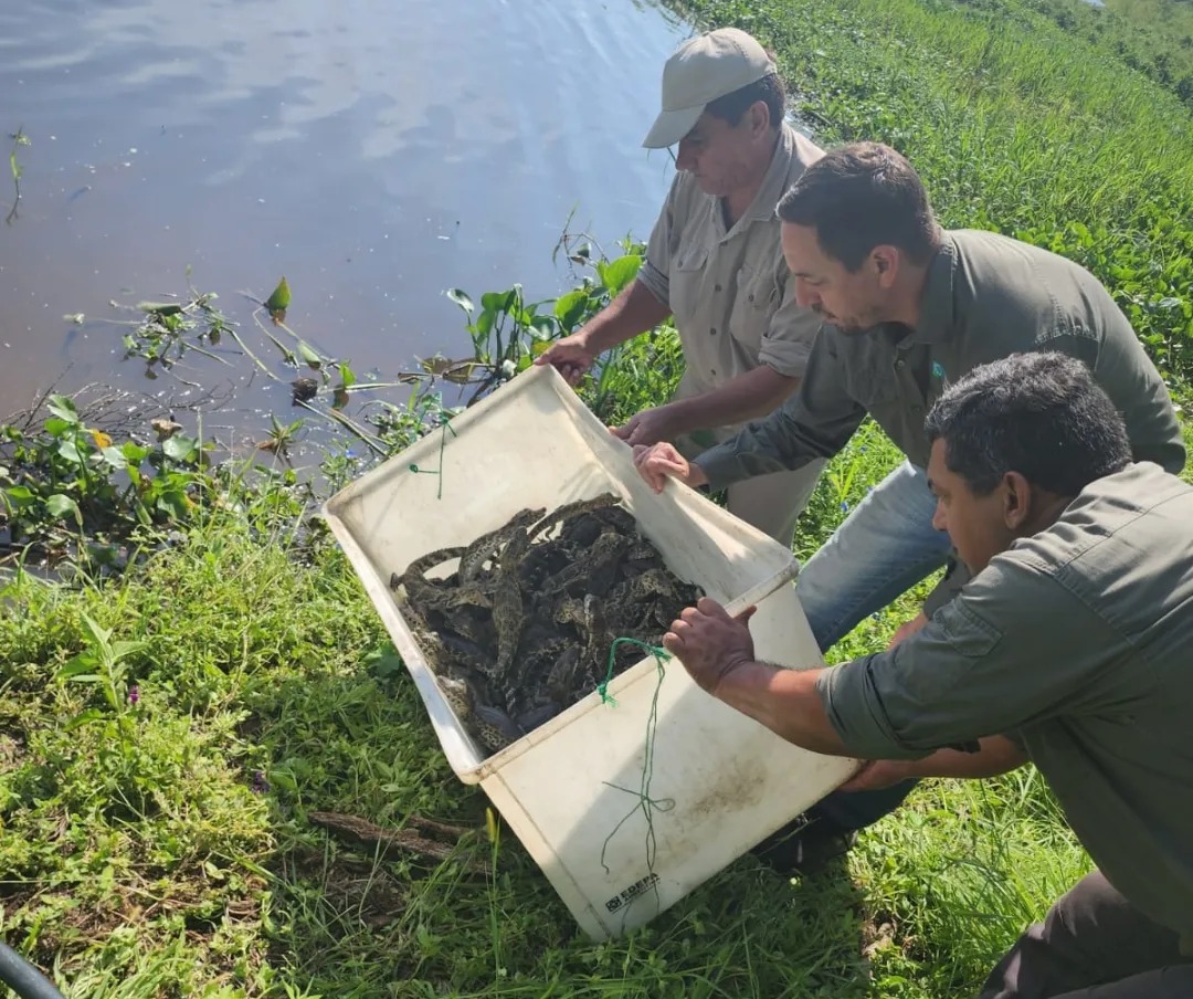 Se realizó liberación de yacarés en Herradura