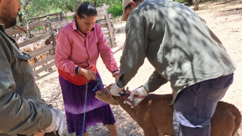 Laguna Yacaré: Trabajo coordinado del Gobierno provincial en sanidad animal, con vacunación de hacienda