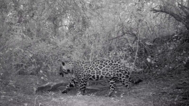 Nuevo registro fílmico de yaguareté en la Reserva Natural Formosa