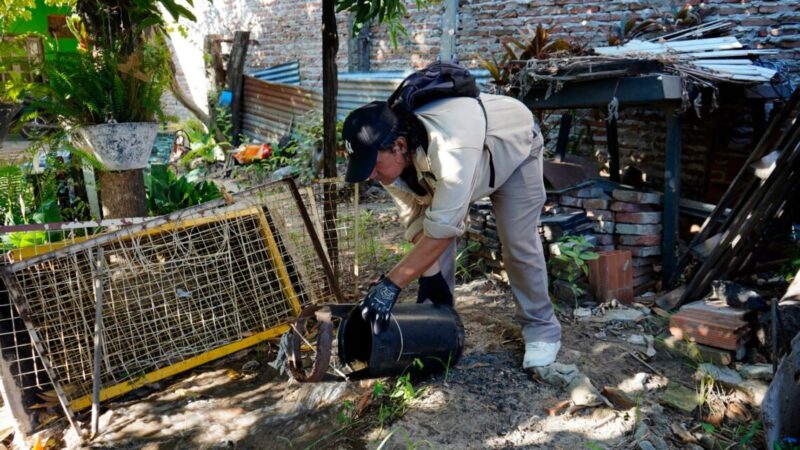 Dengue: Preocupación por la alta cifra de viviendas positivas detectadas con larvas de Aedes aegypti en barrios del Circuito Cinco