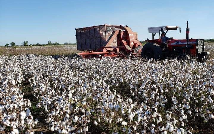 Algodón: Los precios fijados por Formosa “son una referencia a nivel regional”
