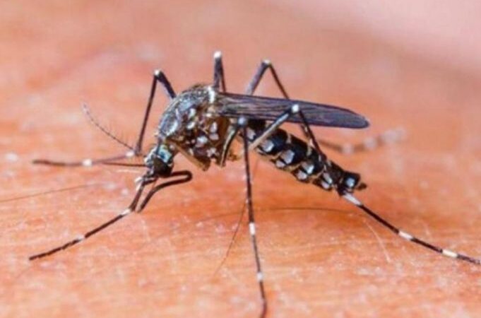 Continúan en descenso los casos de dengue detectados en la provincia de Formosa