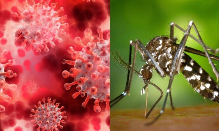 Dengue y COVID en Formosa: “En ambos casos estamos muy bien”, aseguró Gómez