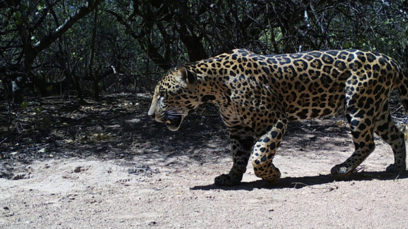 Se obtuvieron nuevas fotografías del yaguareté registrado en la Reserva Natural Formosa
