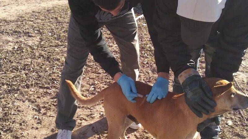 Se conmemora el 6 de julio el Día Mundial de las Zoonosis
