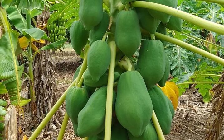 Producción formoseña de papaya despunta en Laguna Naineck